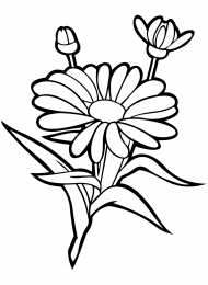 Раскраски цветы Раскраски для детей дошкольного возраста, изучаем цветы.    