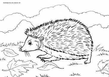 раскраски дикие животные Раскраски для детей. Изучаем диких животных. Животные леса. 