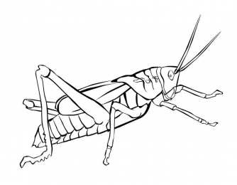 Раскраски насекомые Раскраски насекомые. Насекомые на нашей улице.               