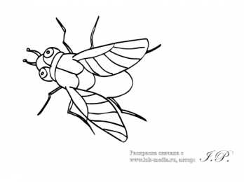 Раскраски насекомые Раскраски насекомые. Насекомые на нашей улице.               