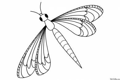 Раскраски насекомые Раскраски насекомые. Насекомые на нашей улице.               