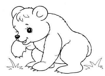 раскраски дикие животные Раскраски для детей. Изучаем диких животных. Животные леса. 