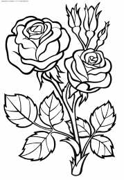 Раскраски цветы Раскраски для детей дошкольного возраста, изучаем цветы.    