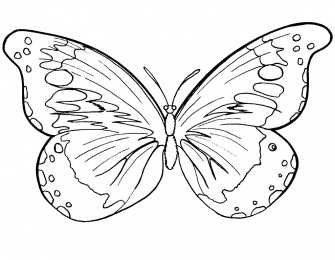 Раскраски бабочки Раскраски для девочек бабочки. Красивые крылья бабочек.      
