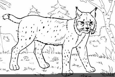 Обитатели леса Раскраска обитатели леса. Обучающая раскраска про животных . 