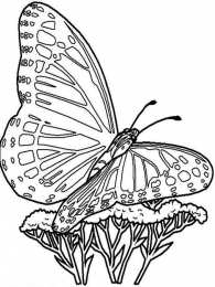 Раскраски бабочки Раскраски для девочек бабочки. Красивые крылья бабочек.      