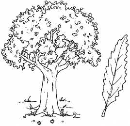 Раскраски деревья Раскраски деревья для дошкольников и первоклассников.       