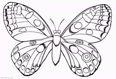 Раскраски насекомые Раскраски насекомые. Насекомые на нашей улице.               