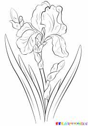 Раскраски Изучаем цветы Раскраска для детей изучаем цветы. Раскрашиваем красивые цветы.