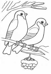 Раскраски птицы Раскраски для детей домашние и дикие птицы. Изучаем птиц.    