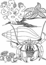 Раскраски подводный мир. Подводный мир. Мир животных под водой. Раскрась животных.   