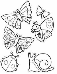 Раскраски бабочки Раскраски для девочек бабочки. Красивые крылья бабочек.      
