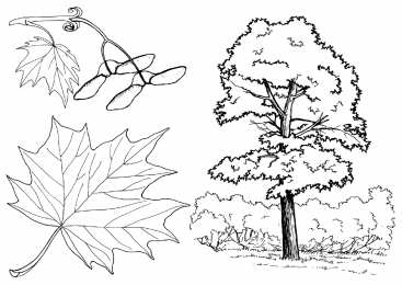Раскраски деревья Раскраски деревья для дошкольников и первоклассников.       