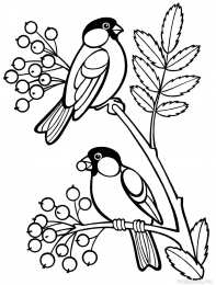 Раскраски птицы Раскраски для детей домашние и дикие птицы. Изучаем птиц.    
