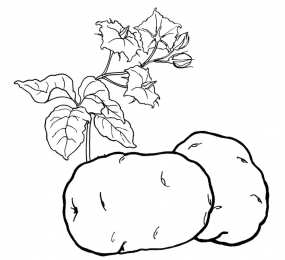 Раскраски Изучаем овощи. Изучаем овощи. Разукрась овощи. Раскраска для детей про овощи.