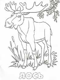 Обитатели леса Раскраска обитатели леса. Обучающая раскраска про животных . 