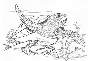 Раскраски животные Раскраски морские обитатели