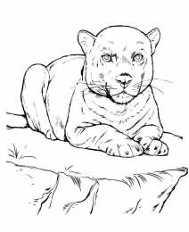 Раскраски животные Раскраски дикие животные